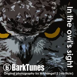 In the owl's sight